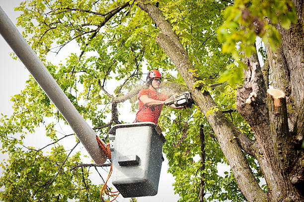 The Steps Involved in Our Tree Care Process in Langhorne, PA